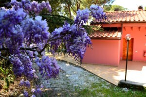 Piscina e Parco - Fiori Glicine - Agriturismo Poggio al Pino Toscana